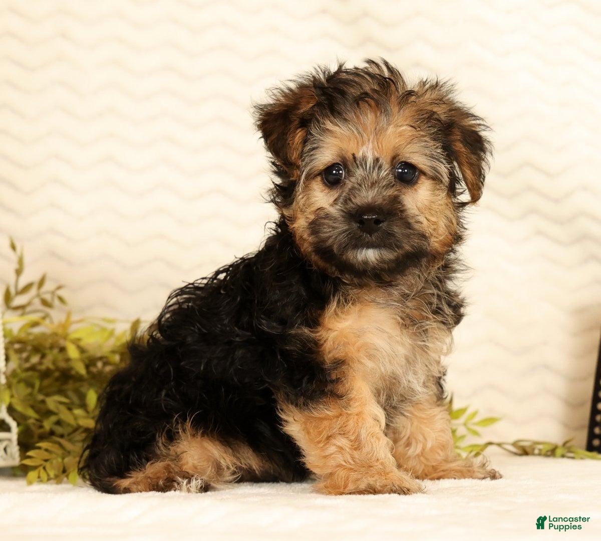Yorkiepoo dogs Rio - Ad 1