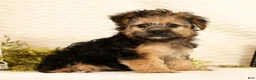 Yorkiepoo dogs for sale: Rio - Ad 1