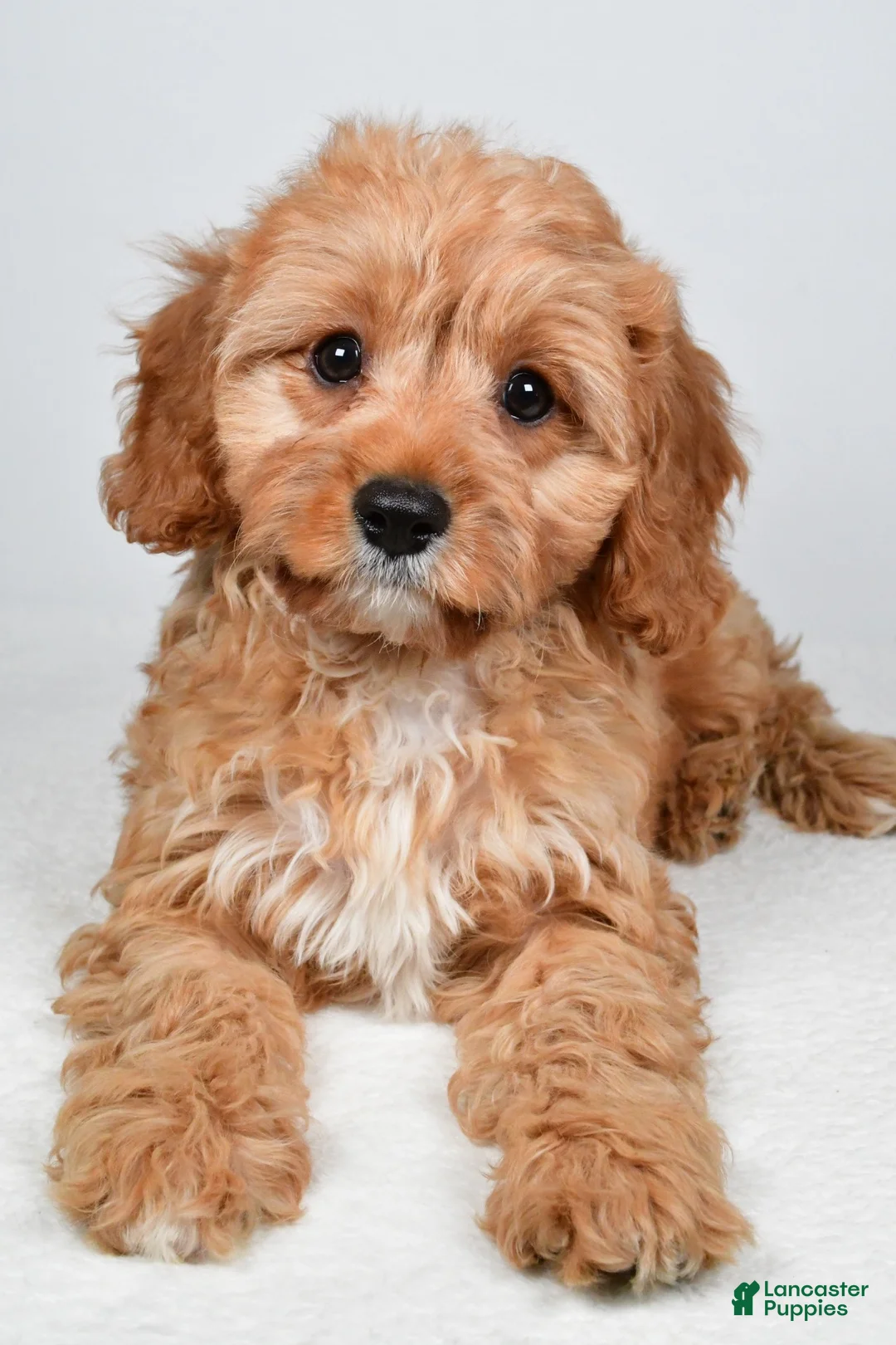 Cavapoo dogs for sale: Murphy - Ad 1