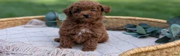 Toy Poodle dogs for sale: Carter  - Ad 4