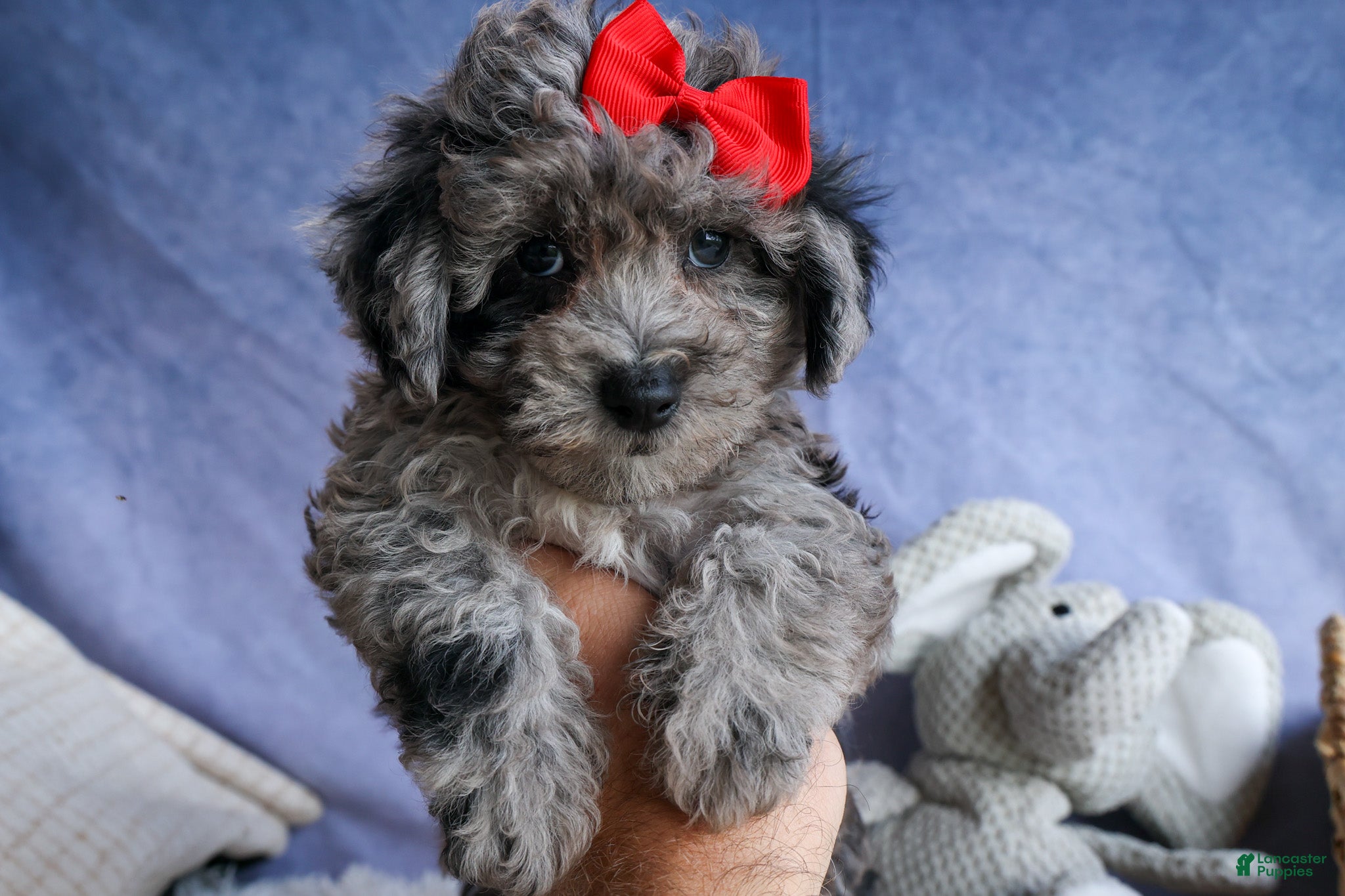 Bichpoo dogs NORMAN - Ad 1