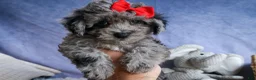 Bichpoo dogs for sale: NORMAN - Ad 1