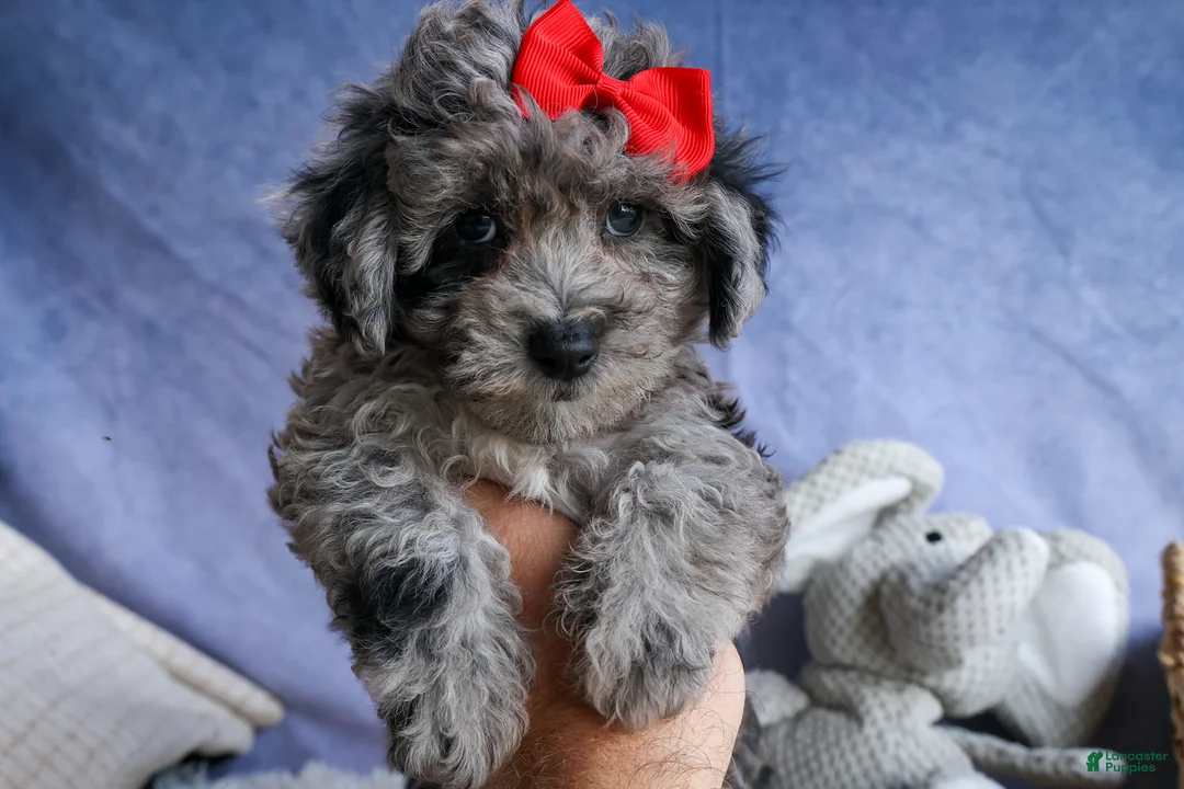Bichpoo dogs for sale: NORMAN - Ad 1