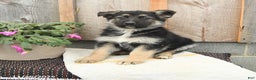 German Shepherd dogs for sale: Dexter - Ad 2