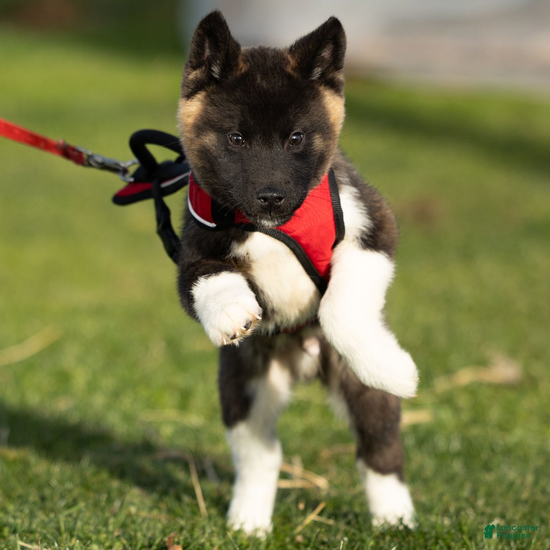 Akita dogs for sale: Tank - Ad 3
