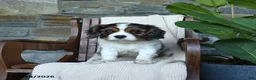 Cavalier King Charles Spaniel dogs for sale: Kentucky - Ad 4