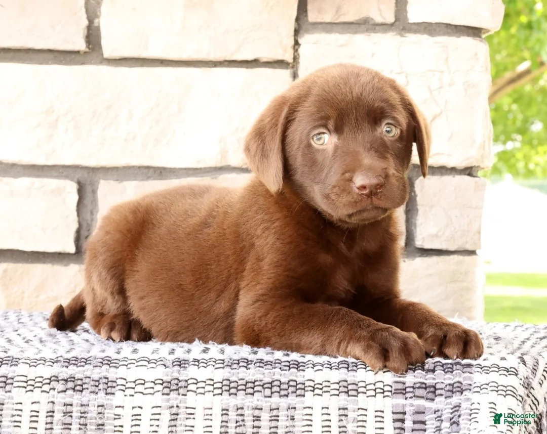 Labrador Retriever dogs for sale: Oscar - Ad 1
