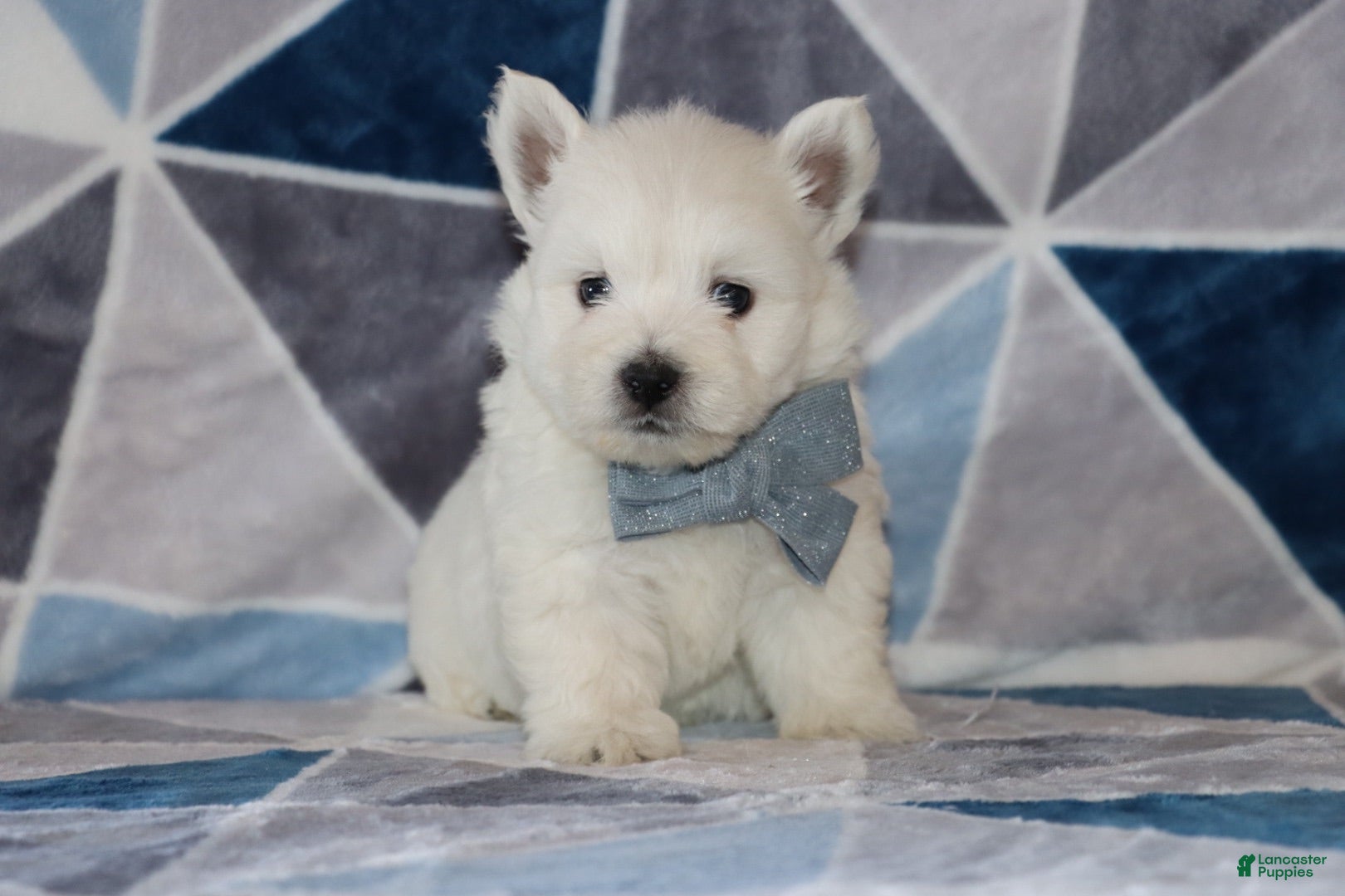 West Highland Terrier dogs Patrick - Ad 1
