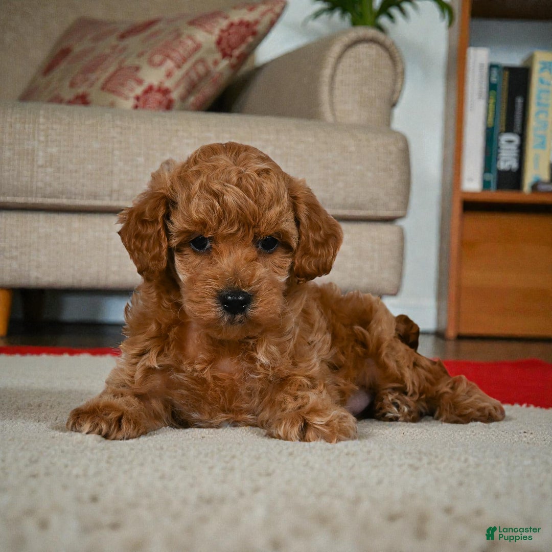 Miniature Poodle dogs for sale: Bella - Ad 6