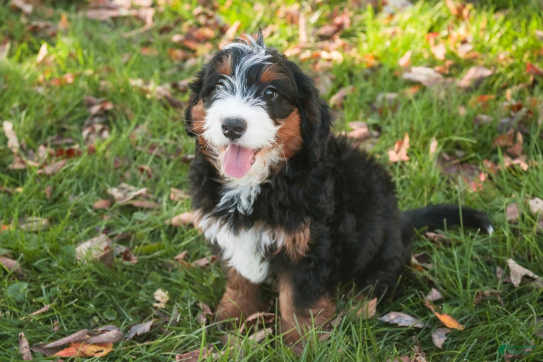 Bernedoodle dogs for sale: Sumit Miniature Bernedoodle  - Ad 1