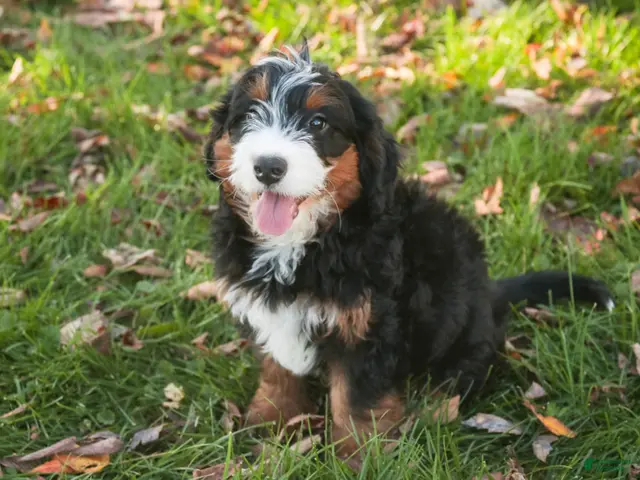 Bernedoodle dogs for sale: Sumit Miniature Bernedoodle - Ad 1