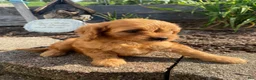 Cavapoo dogs for sale: Willow - Ad 1