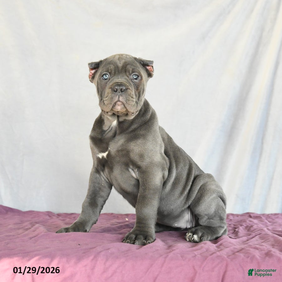 Cane Corso dogs Meadow - Ad 3