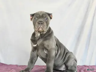 Cane Corso dogs Meadow - Ad 3