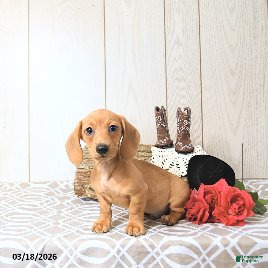 Miniature Dachshund dogs Sparky - Ad 1
