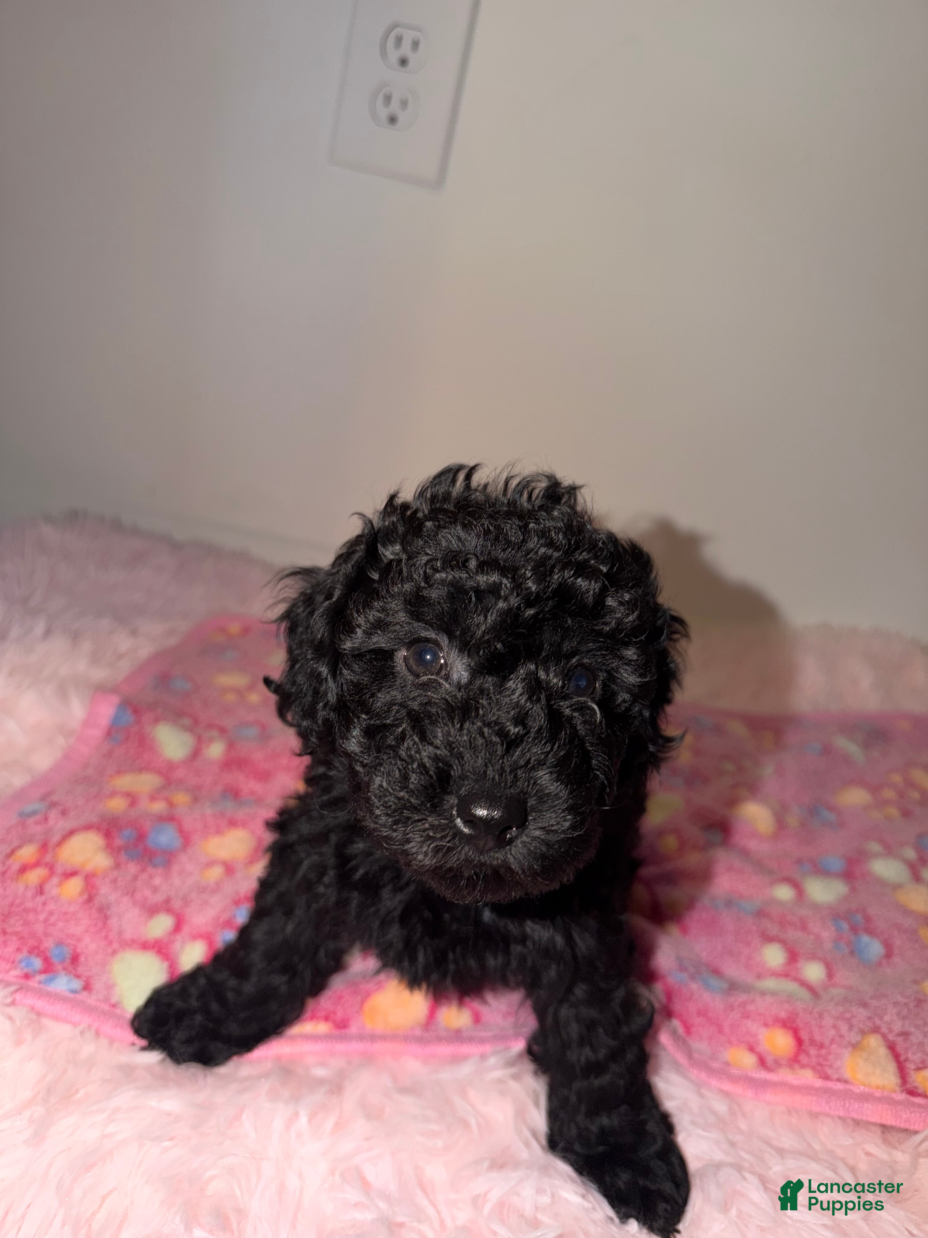 Miniature Poodle dogs Sadie - Ad 36