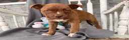 Mixed Breed dogs for sale: Charity  - Ad 3