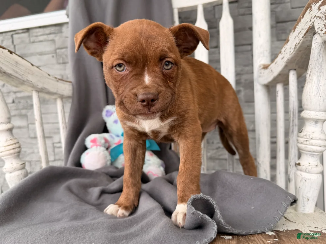 Mixed Breed dogs for sale: Charity  - Ad 3