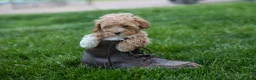 Havapoo dogs for sale: Ellie Mae 💛🐾 - Ad 2