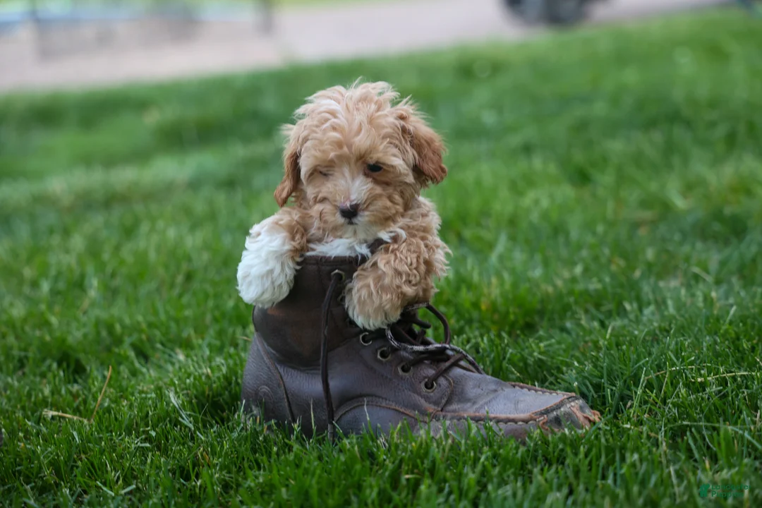 Havapoo dogs for sale: Ellie Mae 💛🐾 - Ad 2