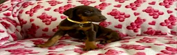 Doberman Pinscher dogs for sale: Val-NOT AMISH  - Ad 1