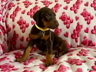 Doberman Pinscher dogs Val-NOT AMISH - Ad 17