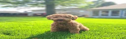 Toy Poodle dogs for sale: Tucker - Ad 4