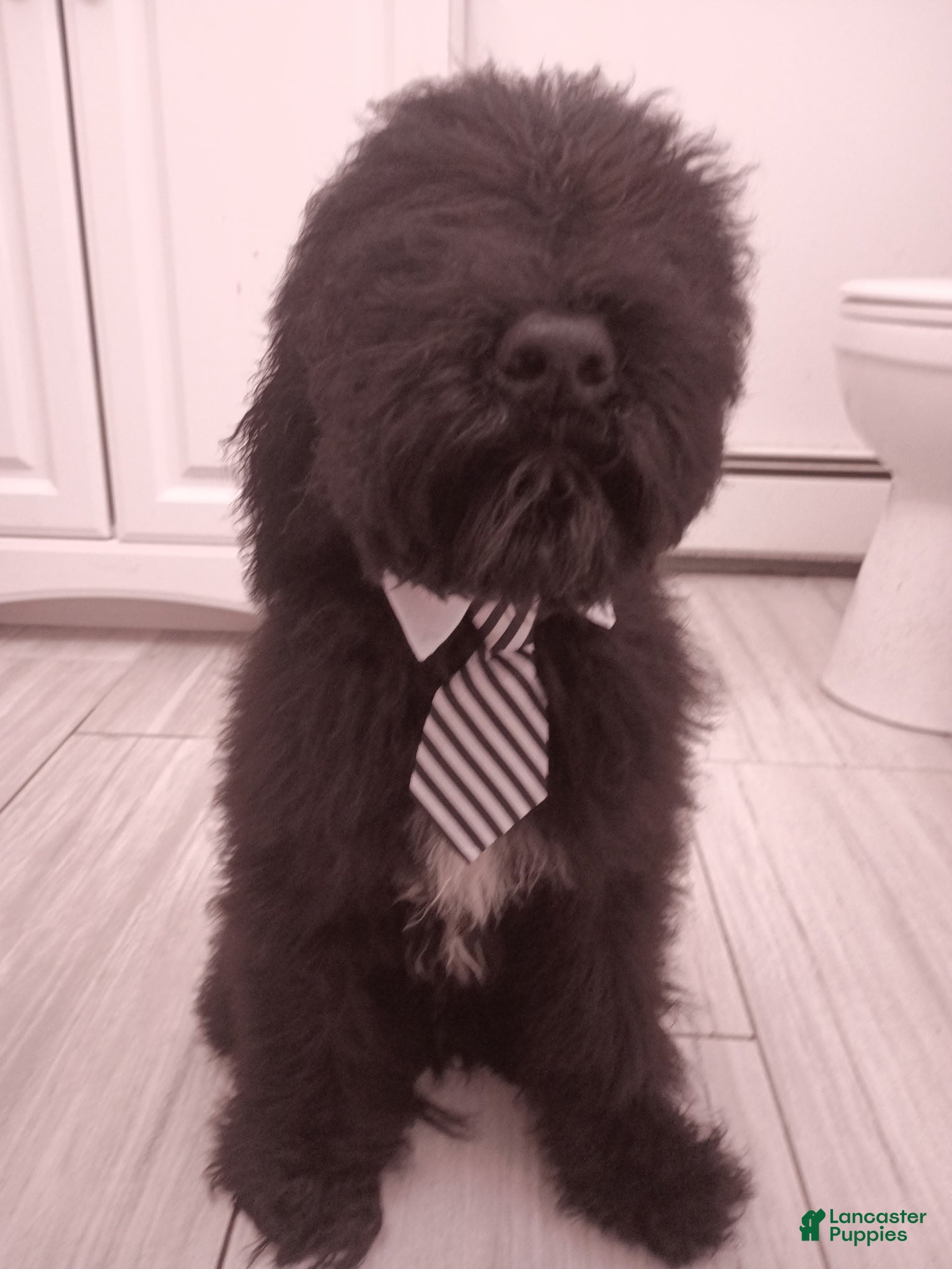 Standard Poodle dogs Standard Poodle Puppy 1 - Ad 15