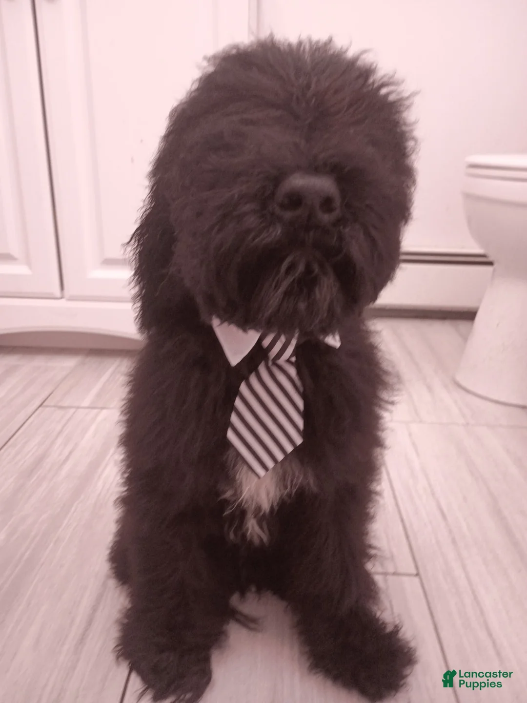 Standard Poodle dogs for sale: Standard Poodle Puppy 1 - Ad 1