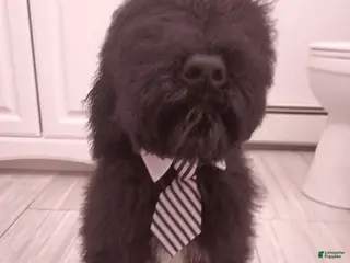 Standard Poodle dogs Standard Poodle Puppy 1 - Ad 15