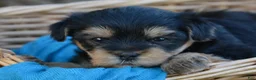 Yorkshire Terrier dogs for sale: Jaci - Ad 4