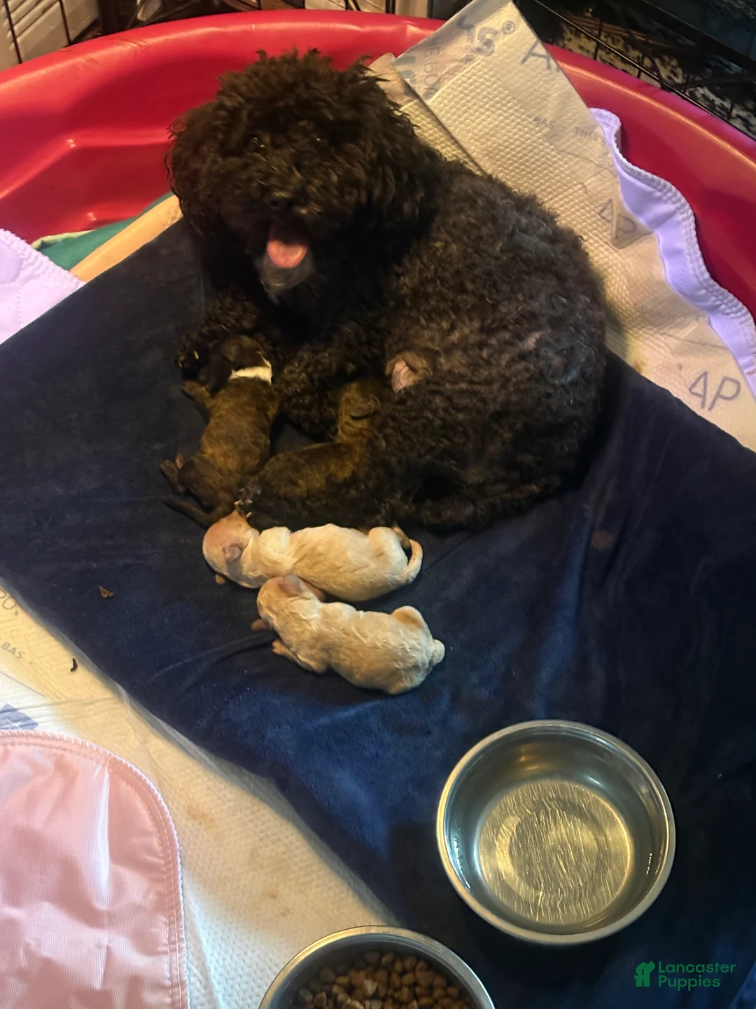 Toy Poodle dogs for sale: Toy Poodle Puppy 1 - Ad 2