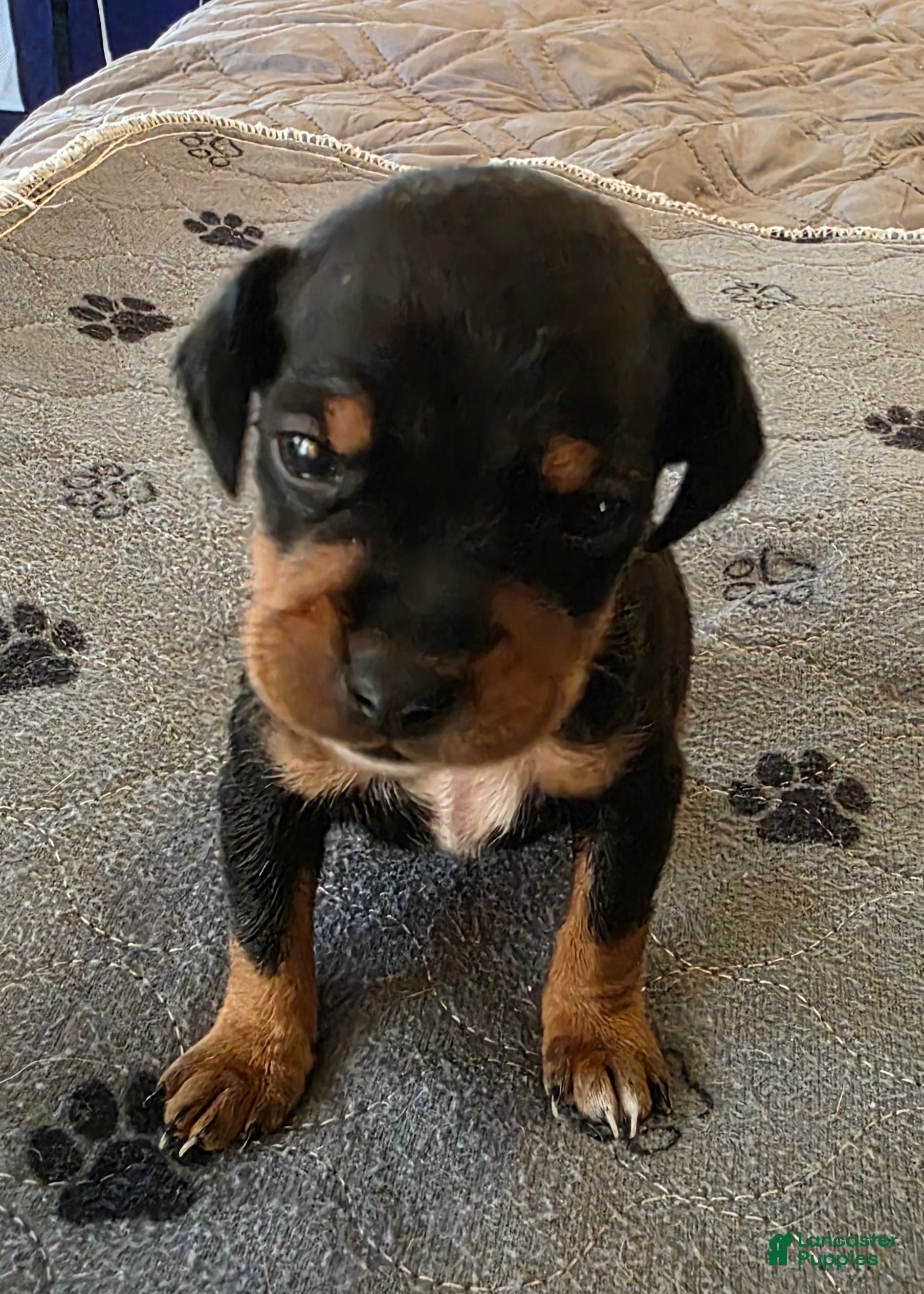 Miniature Pinscher dogs J-grey - Ad 1