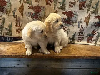 Golden Retriever dogs Peaches - Ad 2