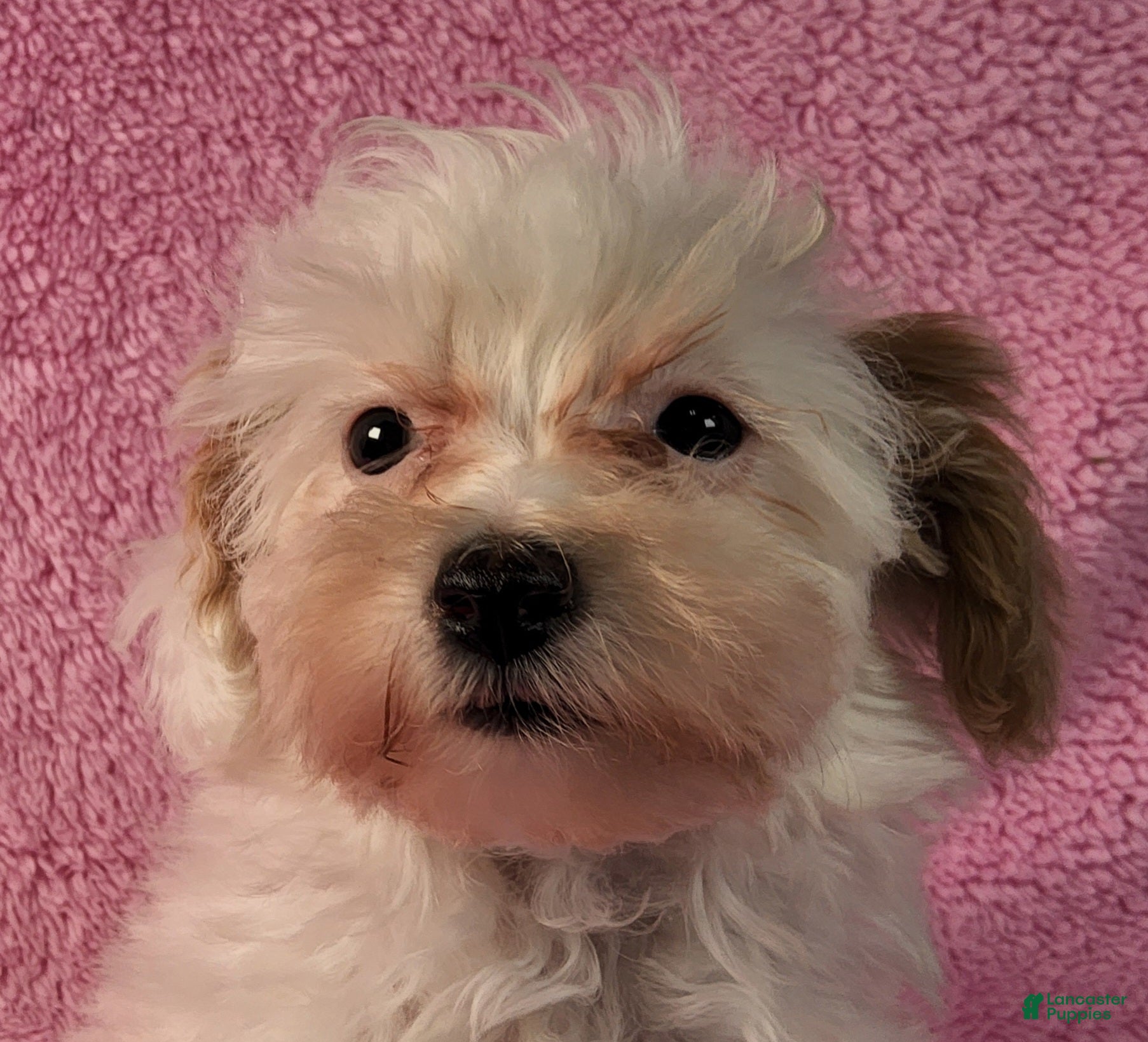 Yorkiepoo dogs Summer Frosty - Ad 1