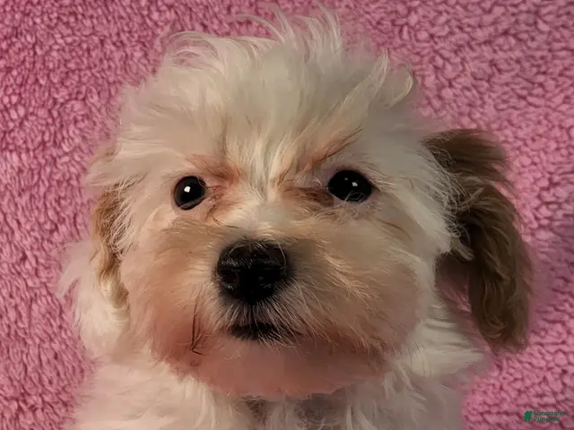 Yorkiepoo dogs for sale: Summer Frosty - Ad 1