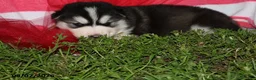 Alaskan Malamute dogs for sale: Tundra - Ad 3