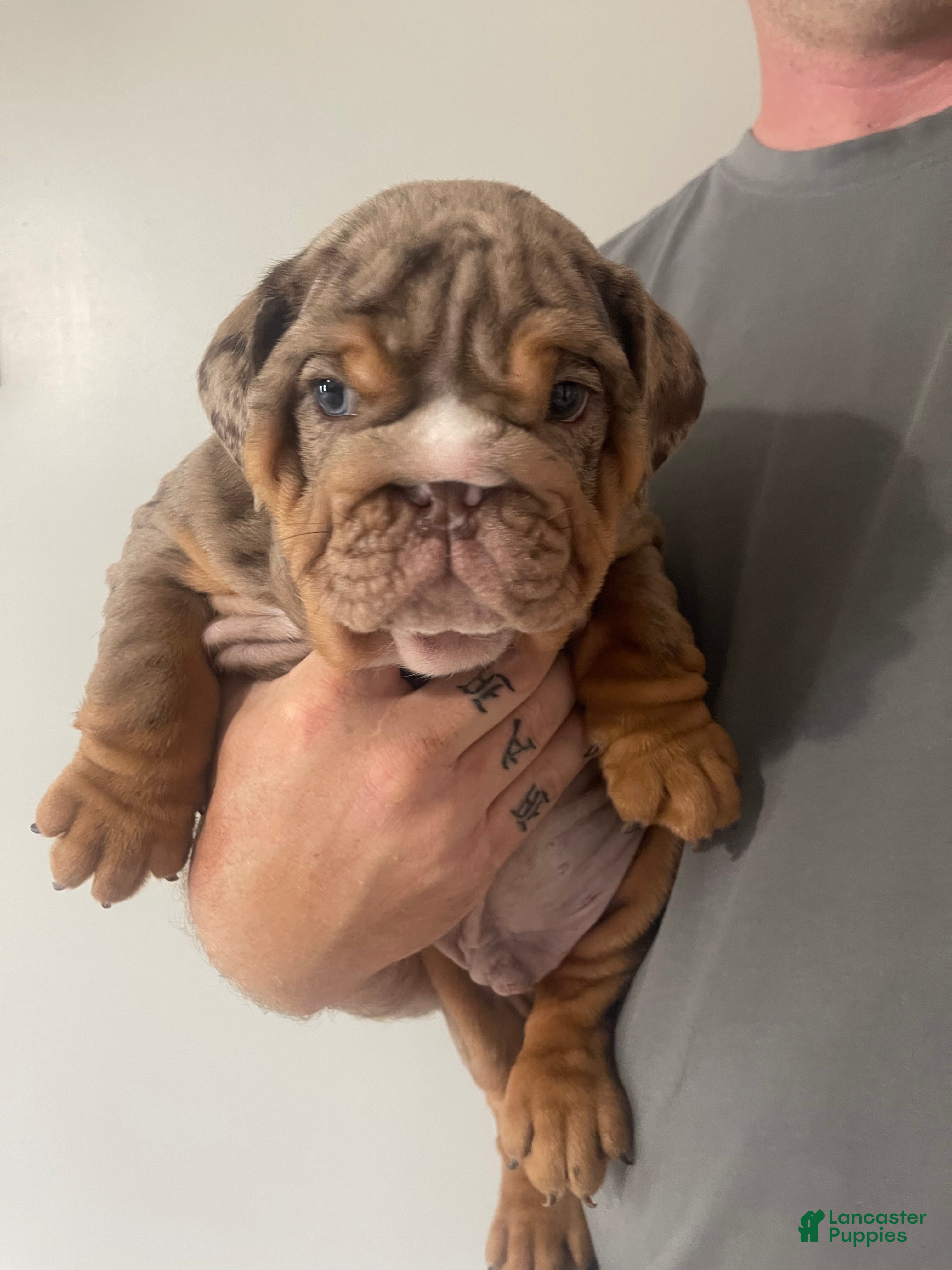 English Bulldog dogs English Bulldog Puppy - GM  - Ad 12