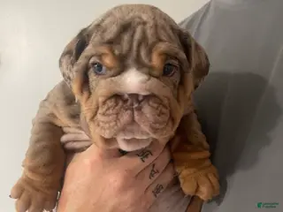 English Bulldog dogs English Bulldog Puppy - GM - Ad 25