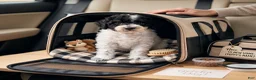 Miniature Poodle dogs for sale: Toby - Ad 1