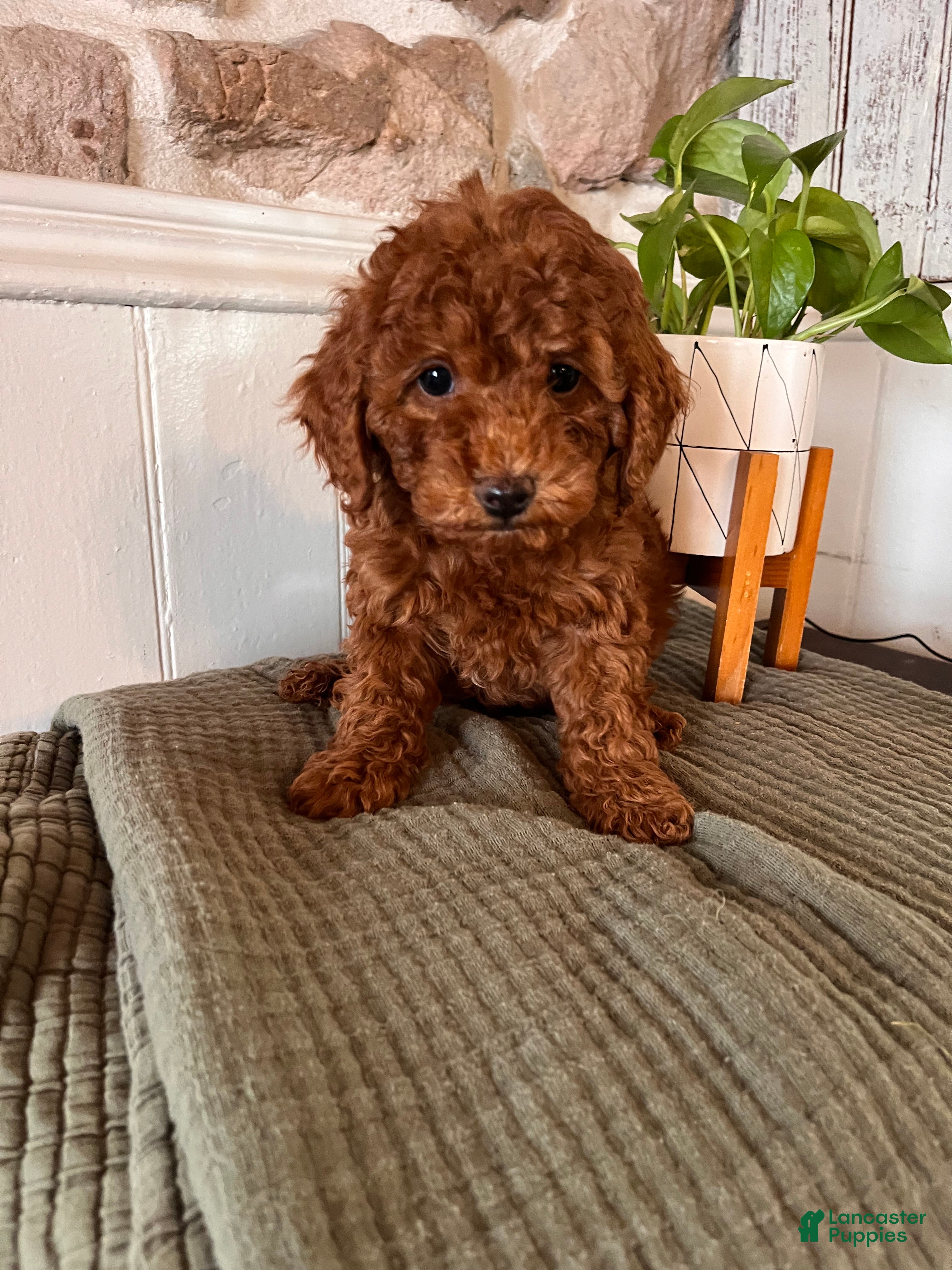 Toy Poodle dogs for sale: Big Ben - Ad 3