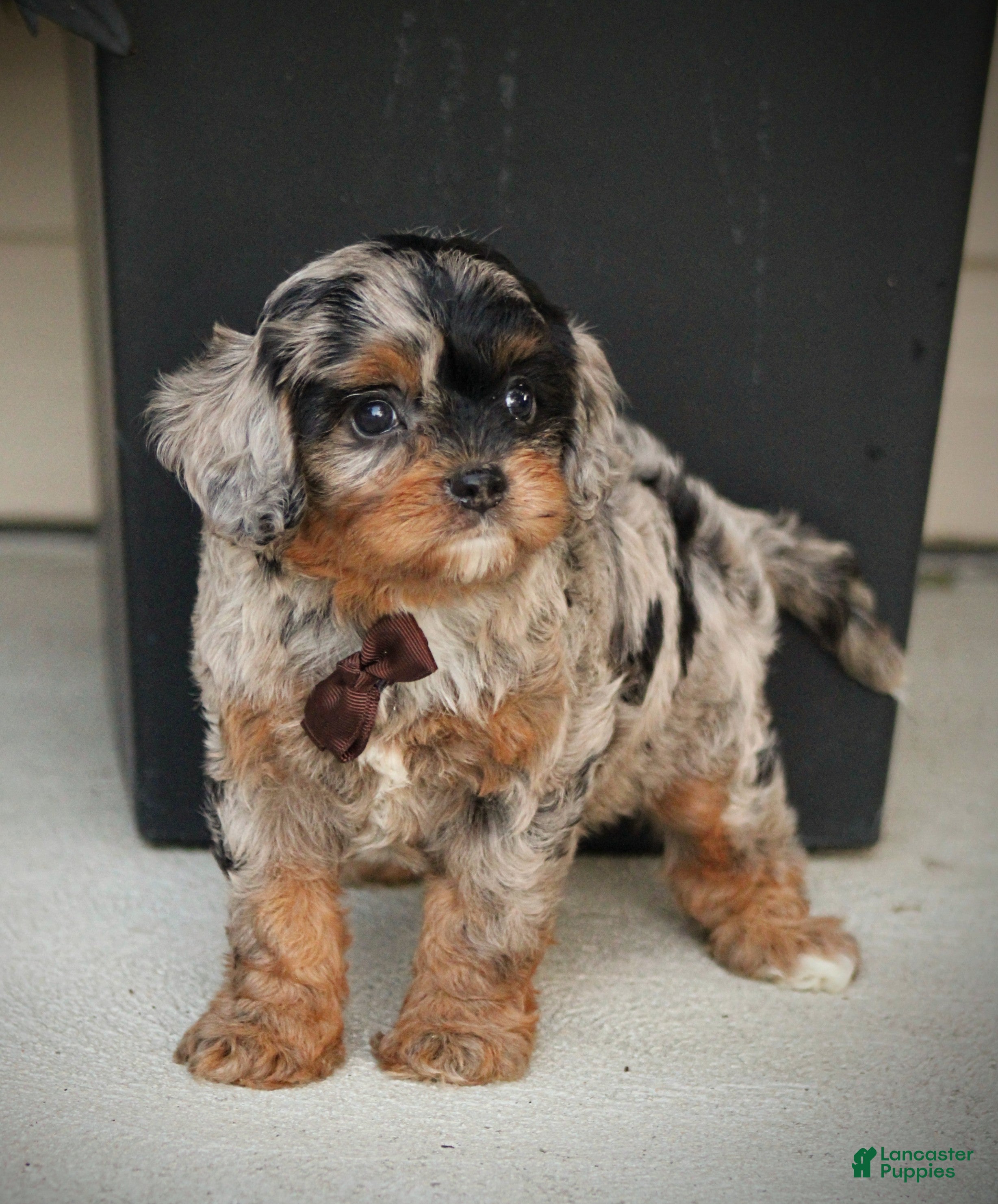 Cavapoo dogs Robo - Ad 2