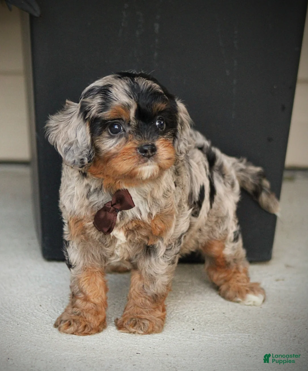 Cavapoo dogs for sale: Robo - Ad 2