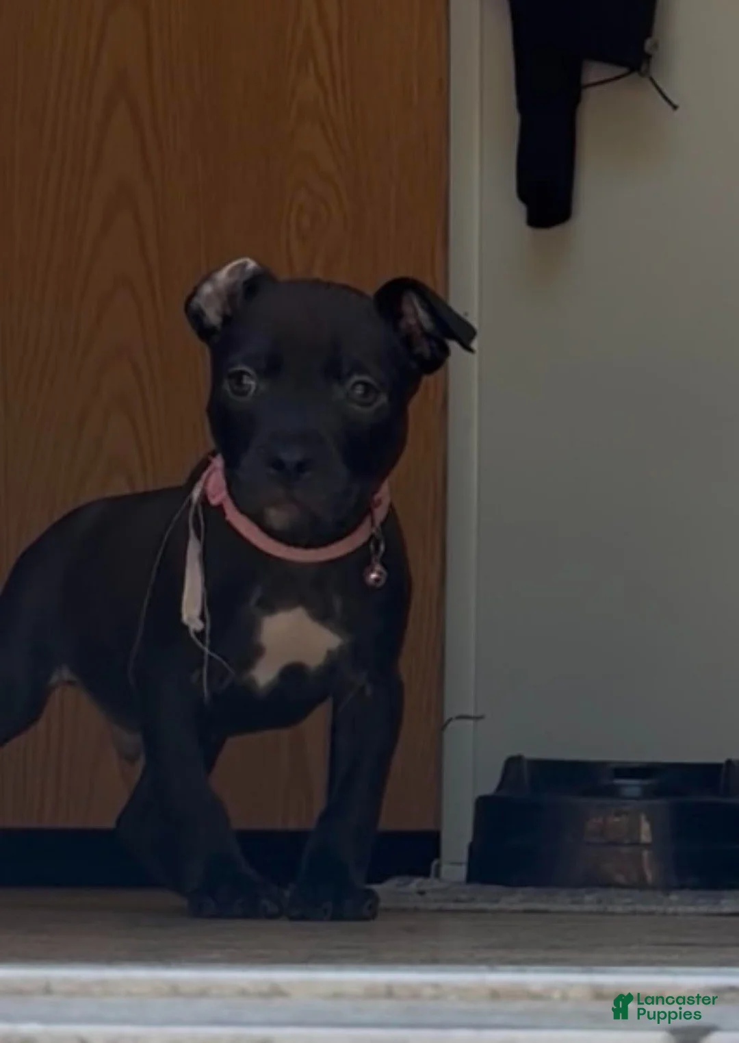 Mixed Breed dogs for sale: Cane Corso / Pit Mix Pink Male - Ad 2
