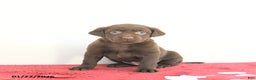 Labrador Retriever dogs for sale: Nova - Ad 2