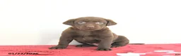 Labrador Retriever dogs for sale: Nova - Ad 12