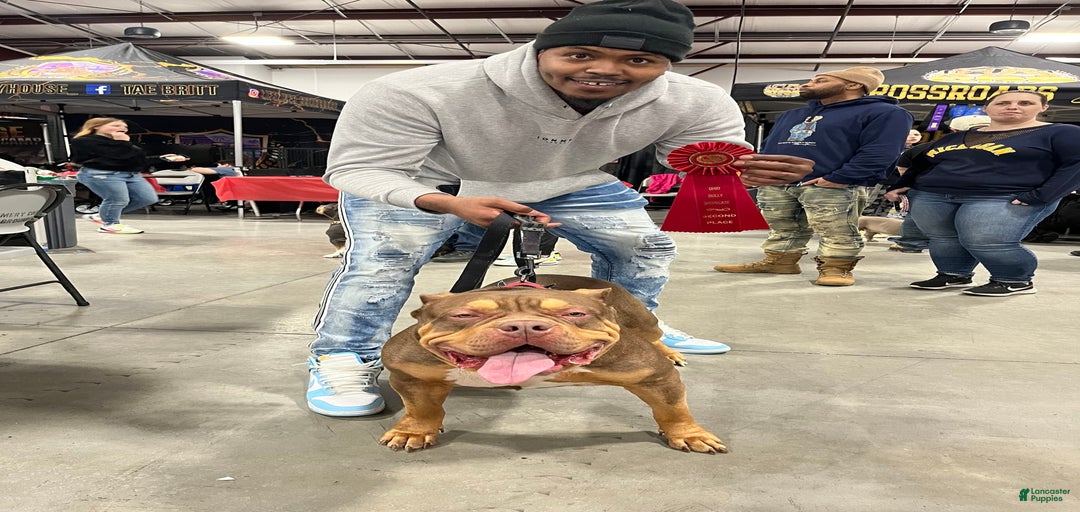 Gallery Image {{count}}