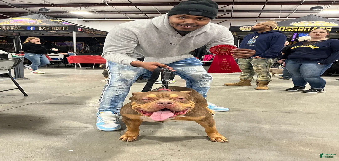 Gallery Image {{count}}