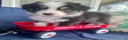 Australian Shepherd dogs for sale: Australian Shepherd- Chloe  - Ad 5