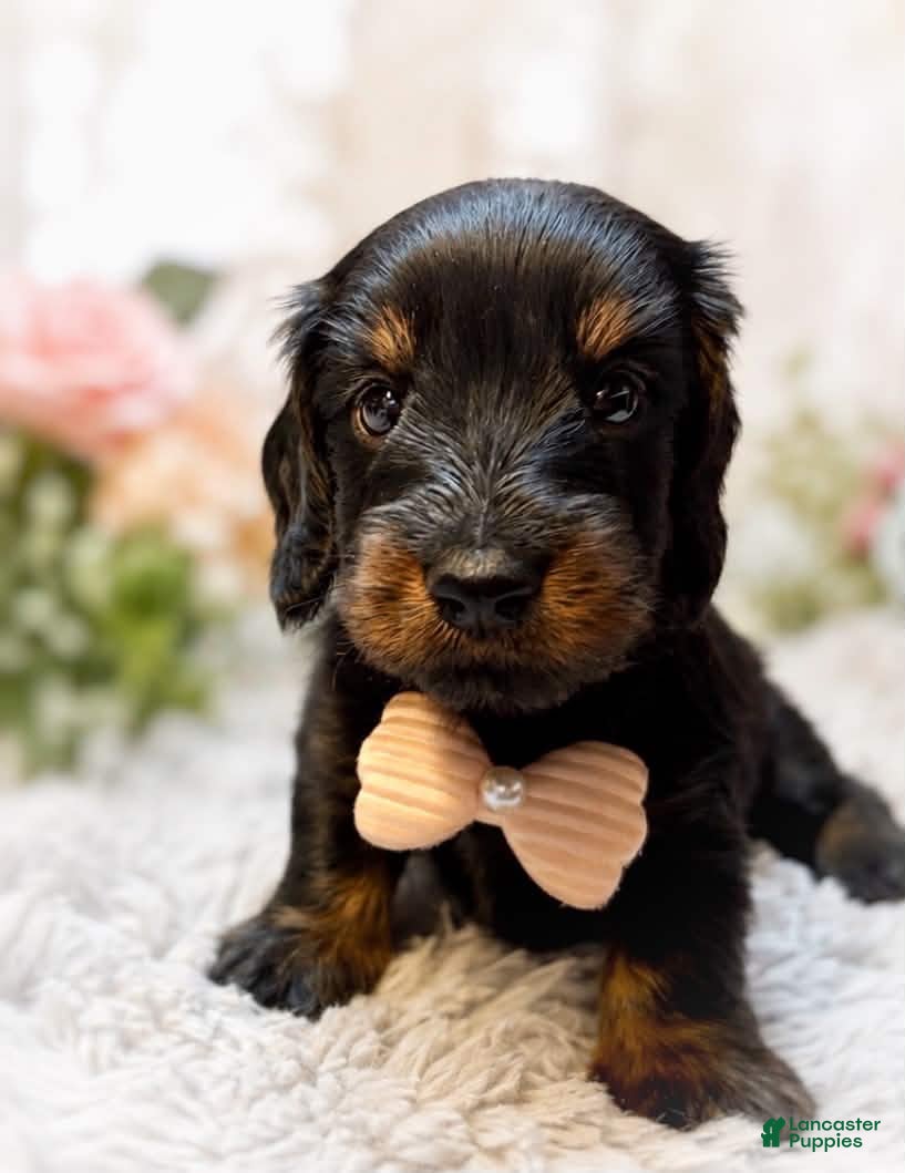 Miniature Dachshund dogs Chase - Ad 2